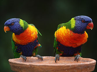 Lorikeet & Birds