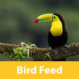 bird-feed