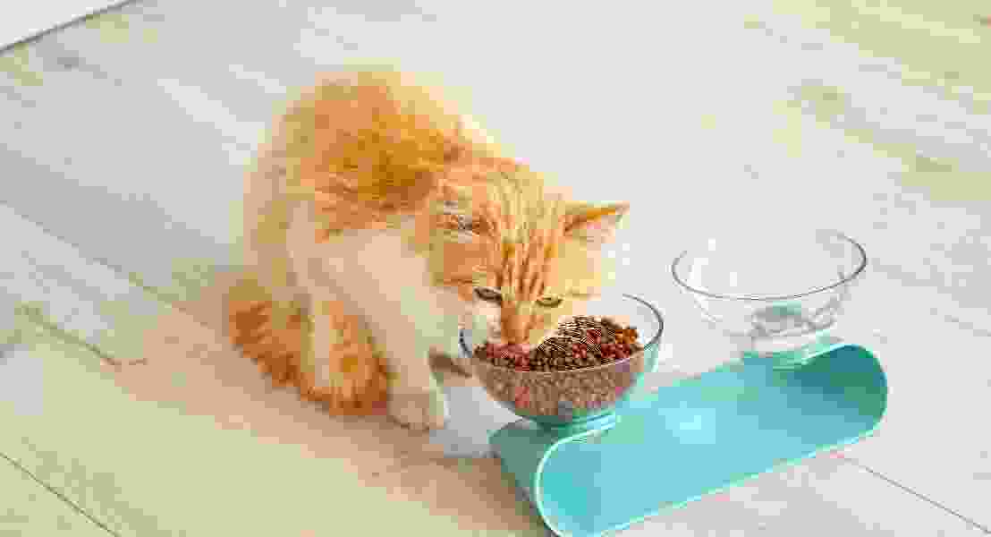 cute cat eating his cat food