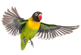 Pty Parrot