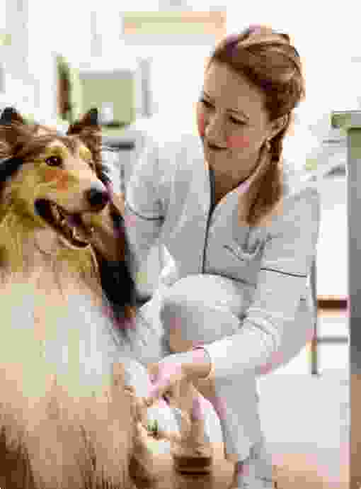 a woman groomer holding a sheepdog