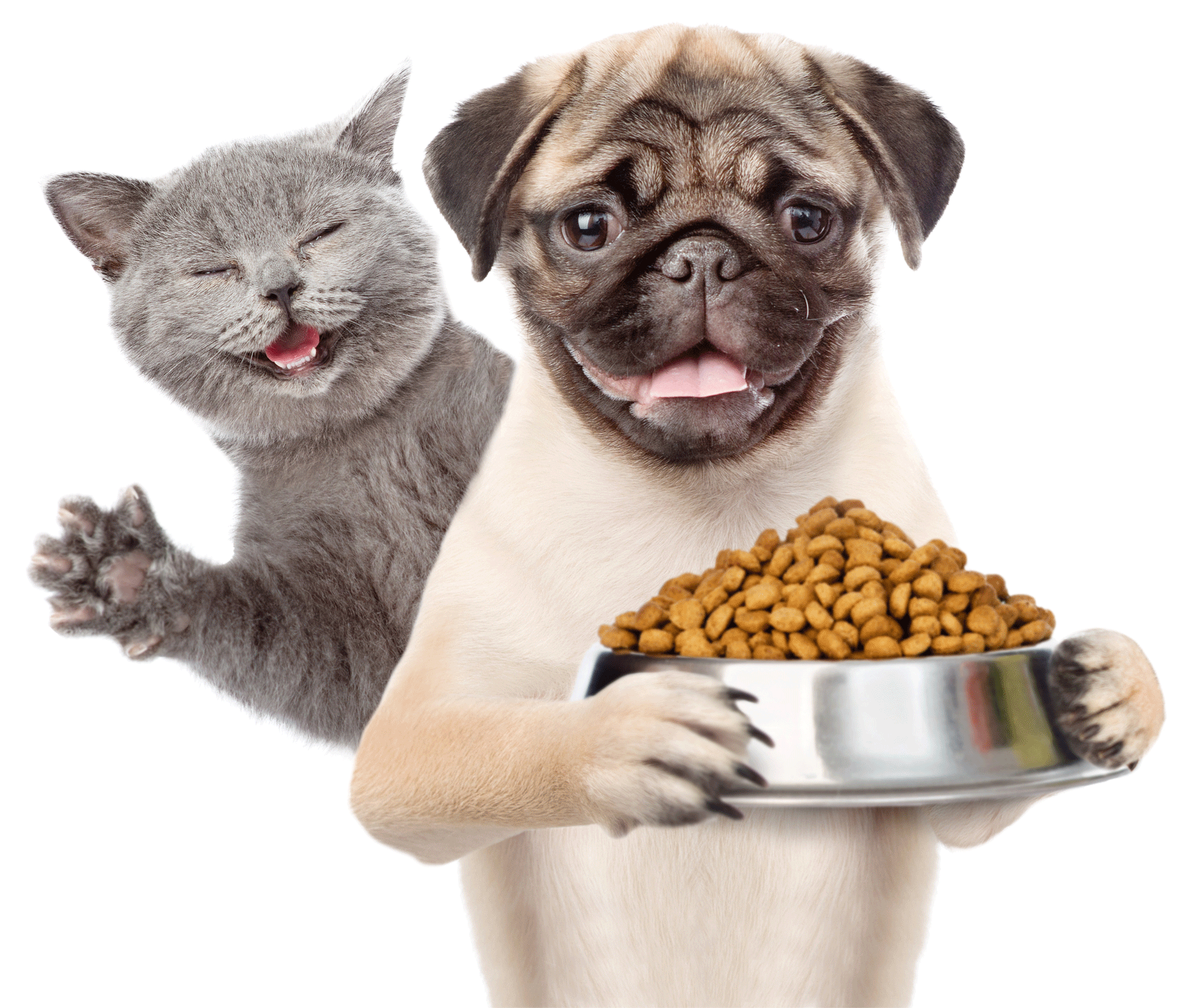 cat and dog holding a bowl of dog foods