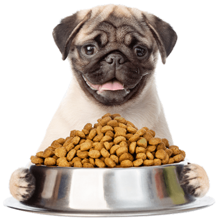 cute dog and a bowl of dog foods