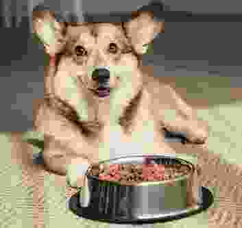 cute dog with a bowl og dog food