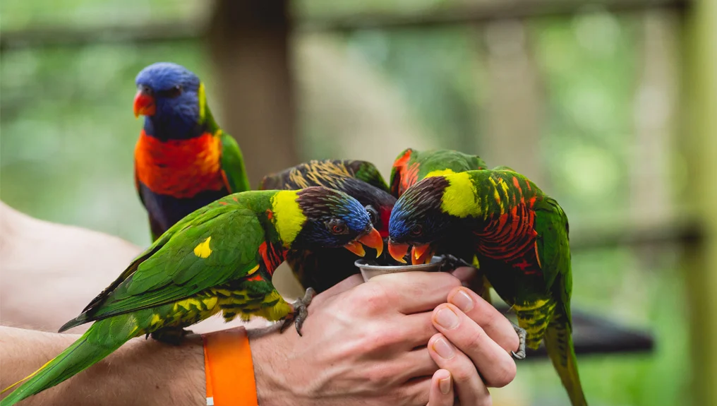 Rainbow Lorikeet Food Australia | Lorikeet Feed Pellets & Diet